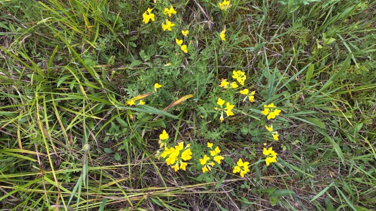 Yellow bird's foot trefoil flowers in a field.