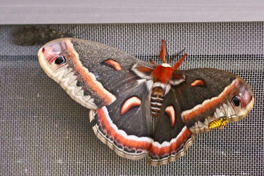 Cecropia moth on a screen.