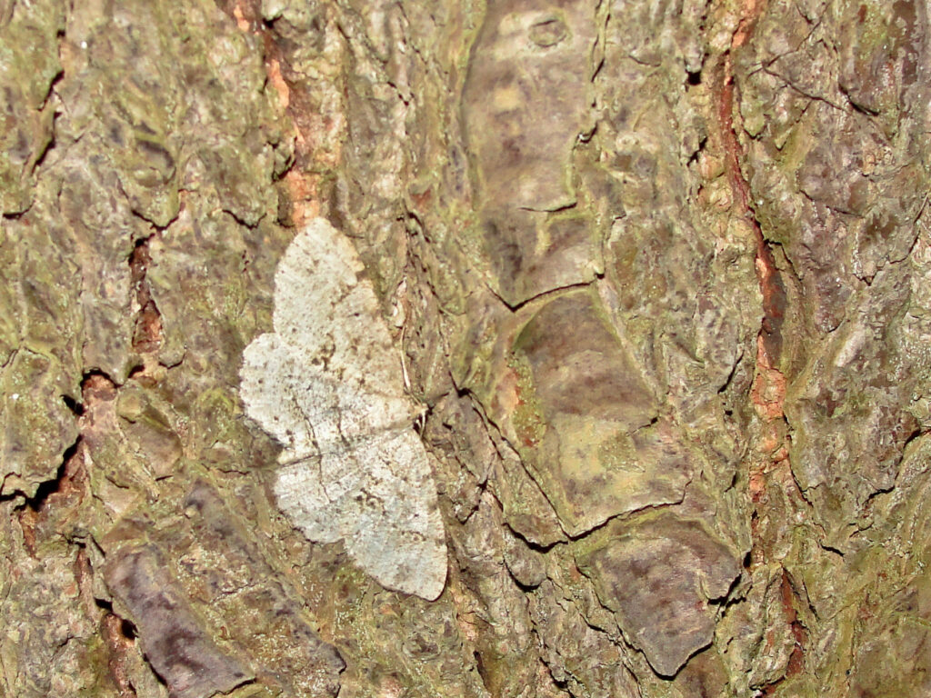 Melanolophia moth camoflagued on a tre trunk.