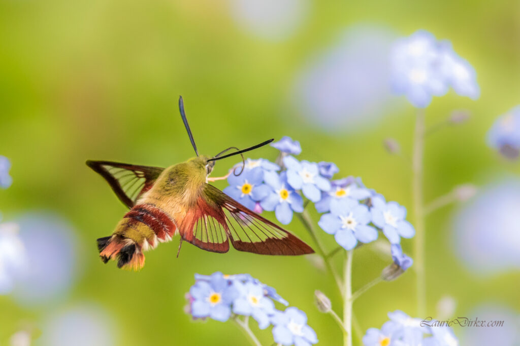 Clearwing hummingbird moth feeding on Myosotis.