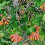 Closeup of Lonicera heckrottii flowers