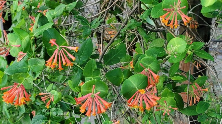 Closeup of Lonicera heckrottii flowers