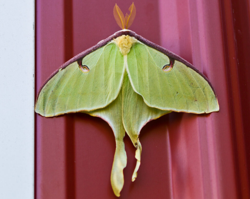 Luna Moth on red metal siding.