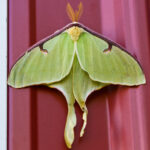 Luna Moth on red metal siding.