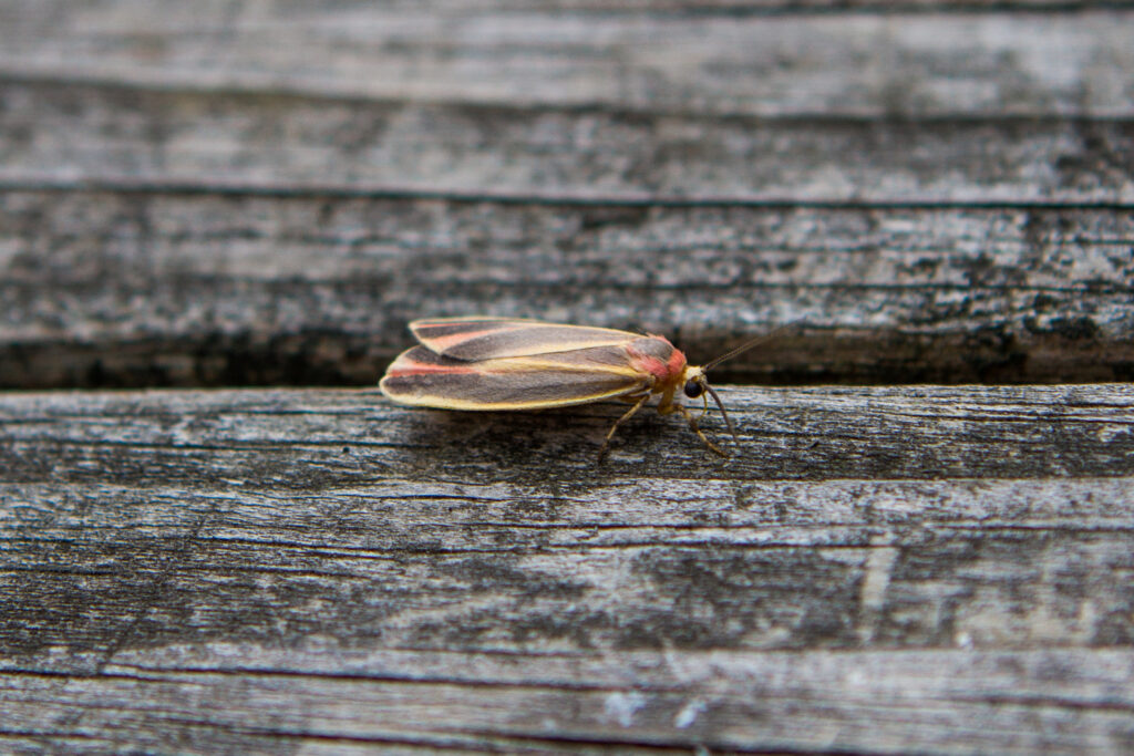 Painted lichen moth on aged wood.