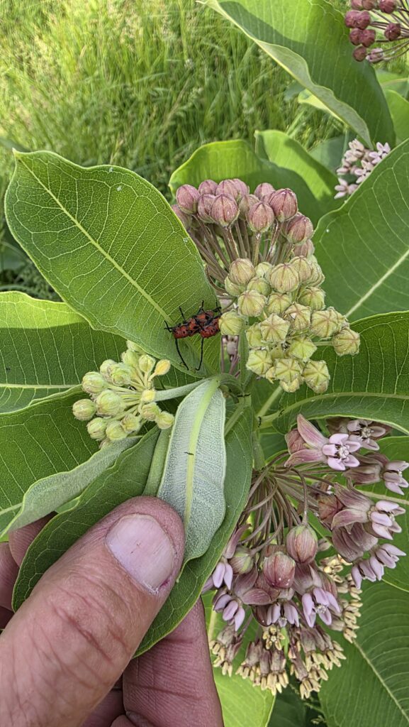 Red milkweed longhorn beetles mating on milkweed leaves.