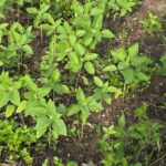 Young sunflower plants in a small field.