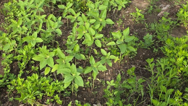 Young sunflower plants in a small field.