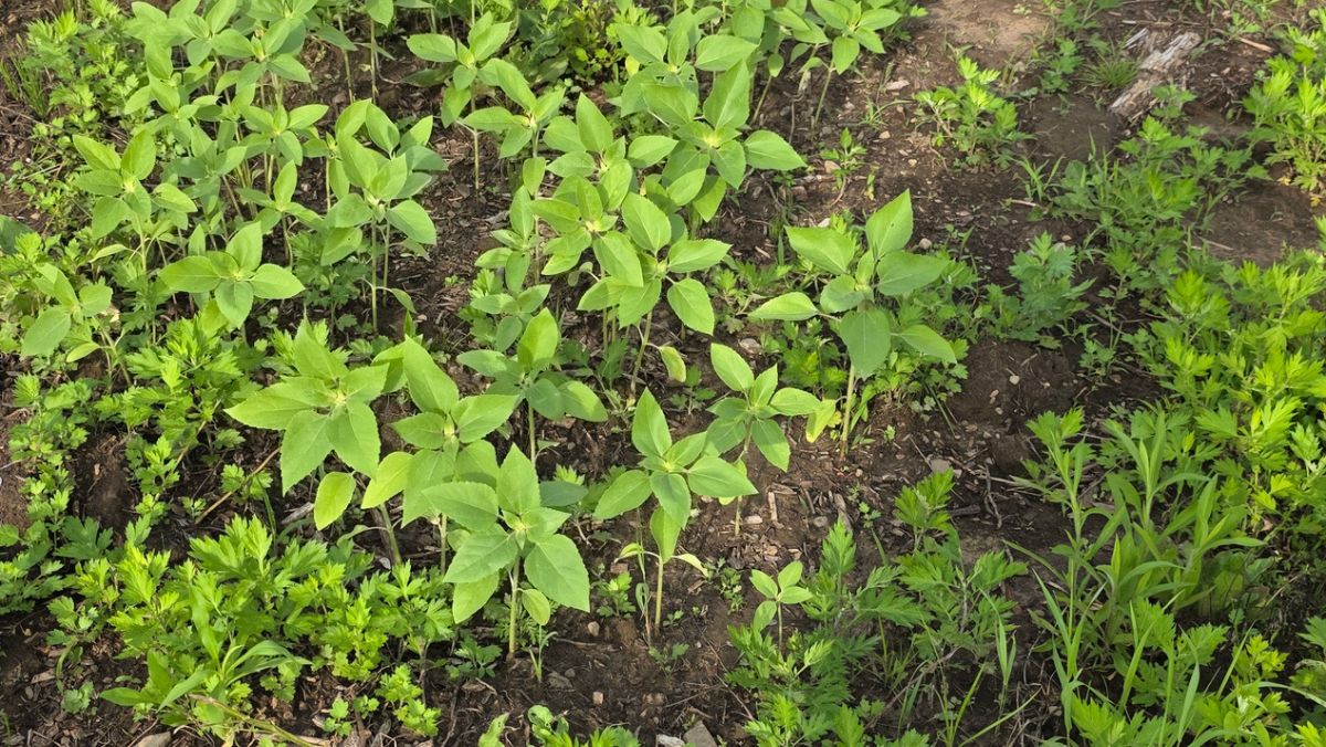 Young sunflower plants in a small field.