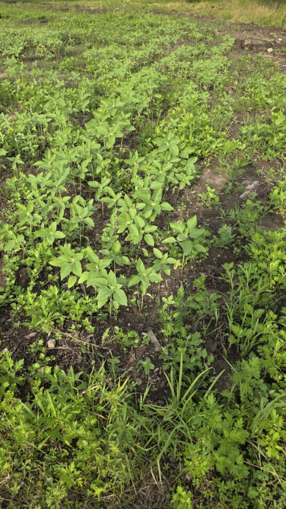 Young sunflower plants in a small field.