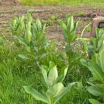 Patch of milkweed in the foreground with a new sunflower planting in the background.