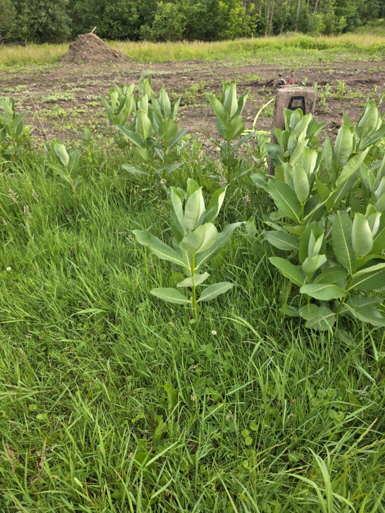 Milkweed in the foreground with a planted sunfower field in the distance.