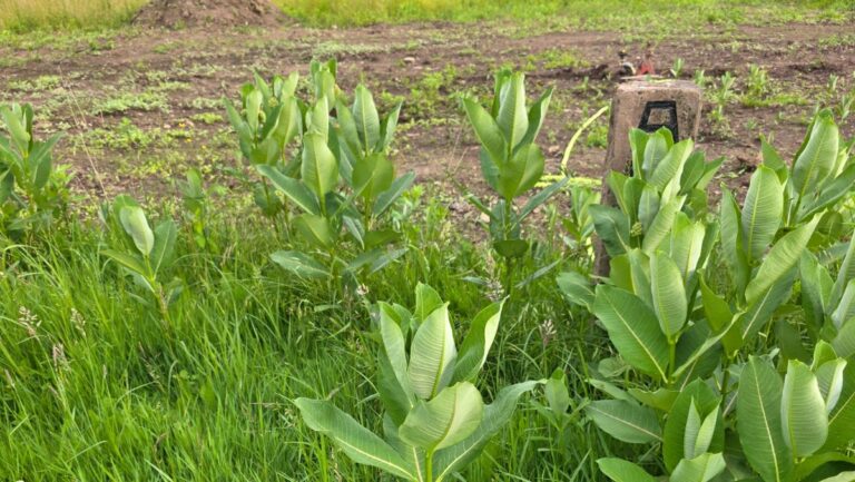 Patch of milkweed in the foreground with a new sunflower planting in the background.