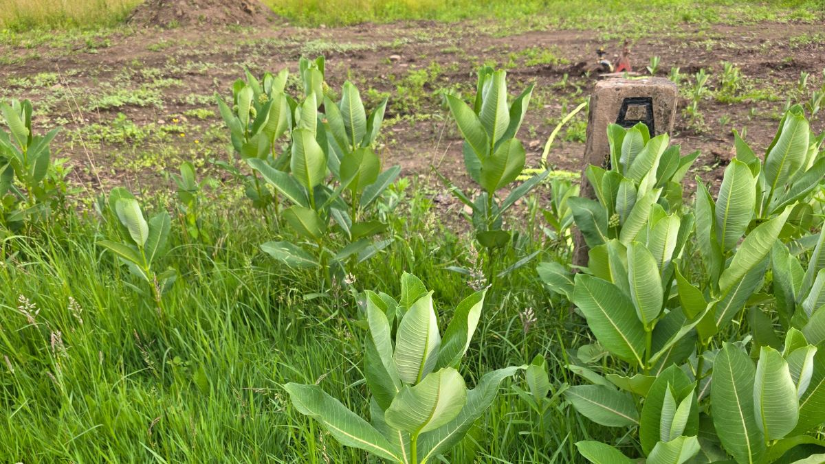 Patch of milkweed in the foreground with a new sunflower planting in the background.