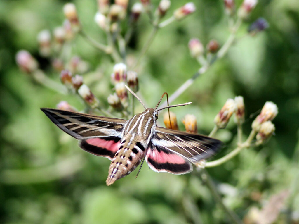 White lined sphinx moth hovering over flowers.