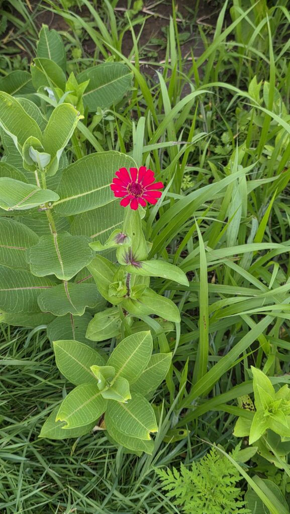 Red Single-flowered zinnia bloom with milkweed and grasses.