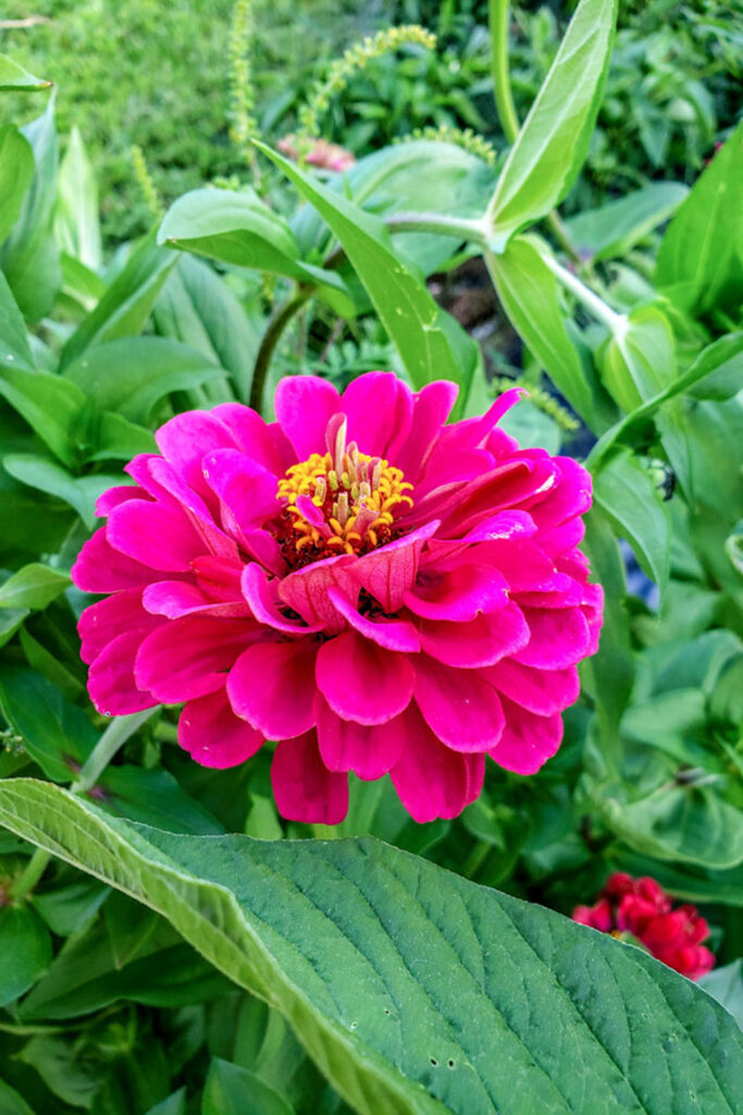 Bright pink double flowered zinnia flower.
