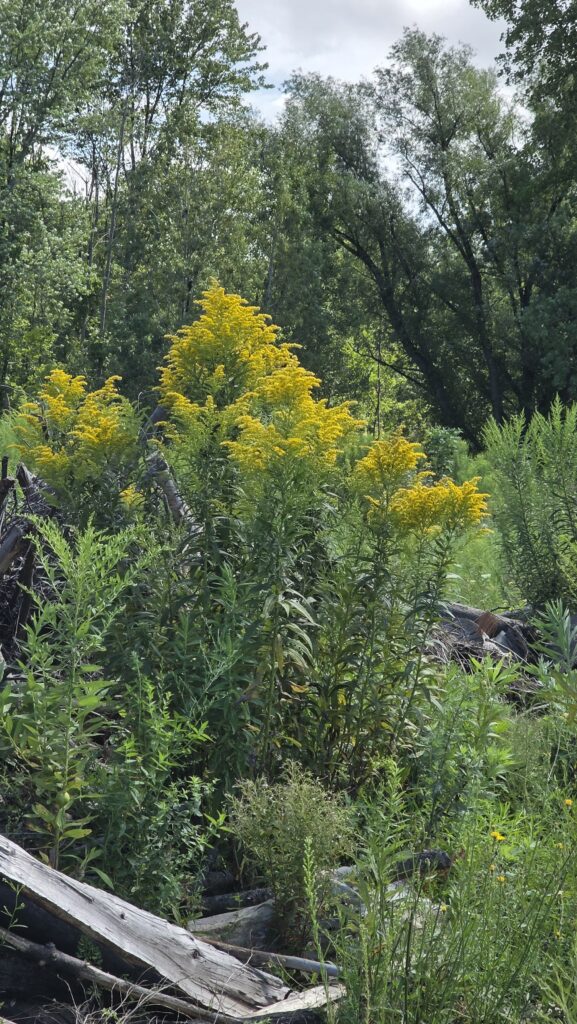 Large batch of blooming goldenrod.