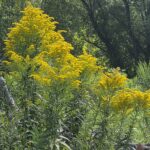 Large goldenrod patch flowering.