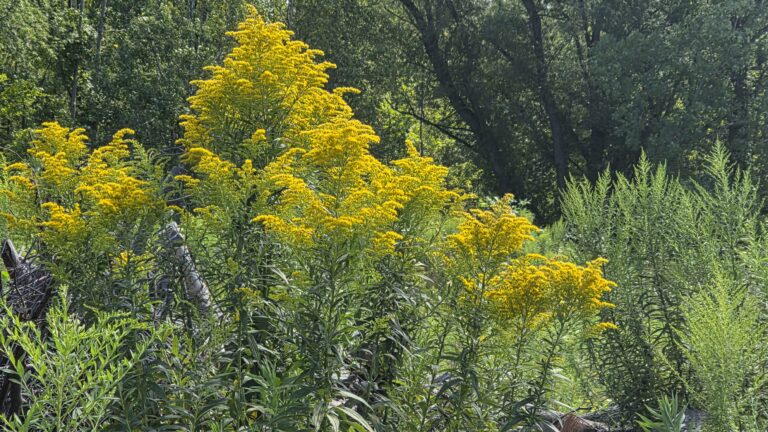 Large goldenrod patch flowering.