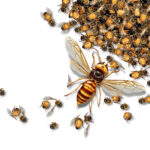 Murder hornet illustration with honey bees.