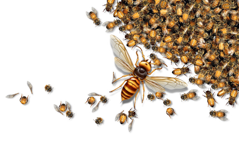 Murder hornet illustration with honey bees.