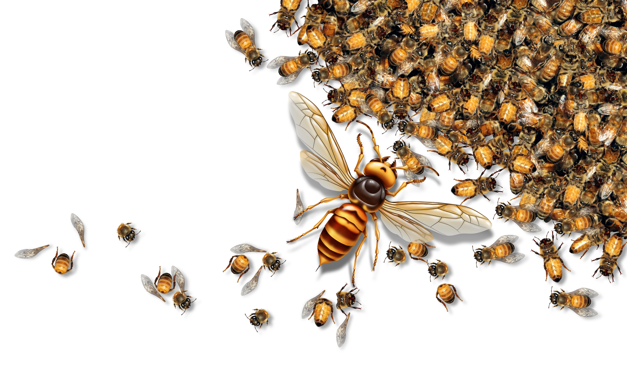 Murder hornet illustration with honey bees.
