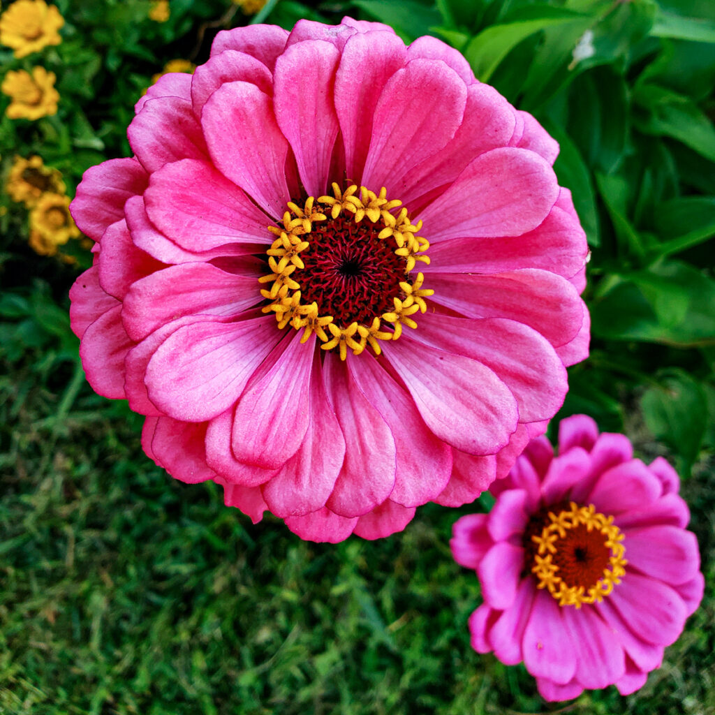 Pink semi-double zinnia flower.