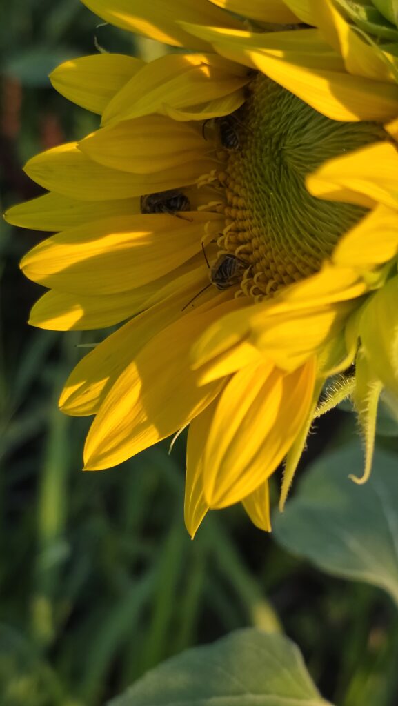 Three native bees feeding on sunflower pollen.
