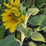 Three native bees feeding on sunflower pollen.