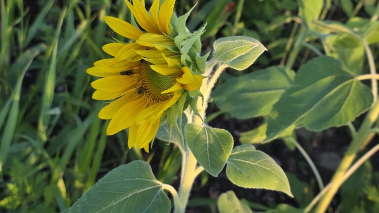 Three native bees feeding on sunflower pollen.