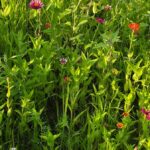 Colorful multi-colored Zinnias in a field.