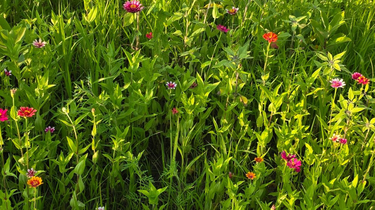 Colorful multi-colored Zinnias in a field.