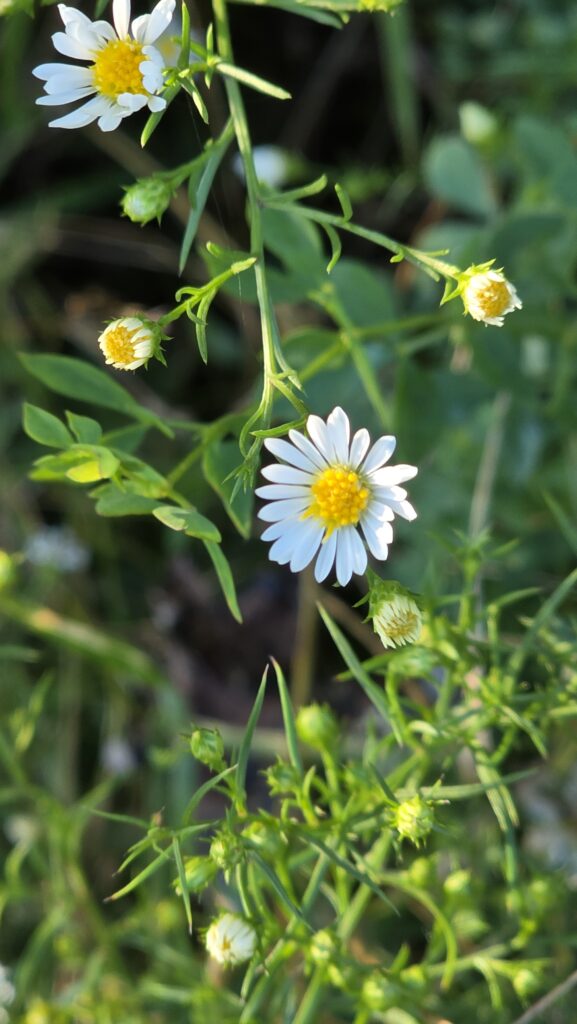Close up of white heath aster flowers.