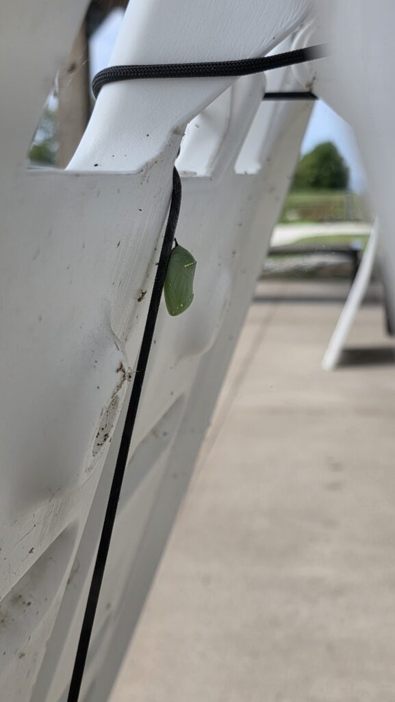 Monarch chrysalis in a monarch tagging workshop sign board.