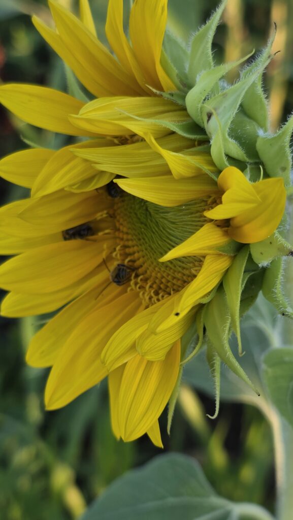 3 bees inside a yellow sunflower.