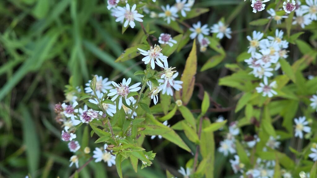 Calico aster with yellow, white and purple disk flowers
