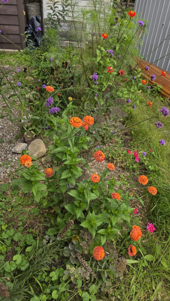 Small garden with pollinator plants.
