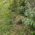 Small pollinator garden with a Western sand cherry.