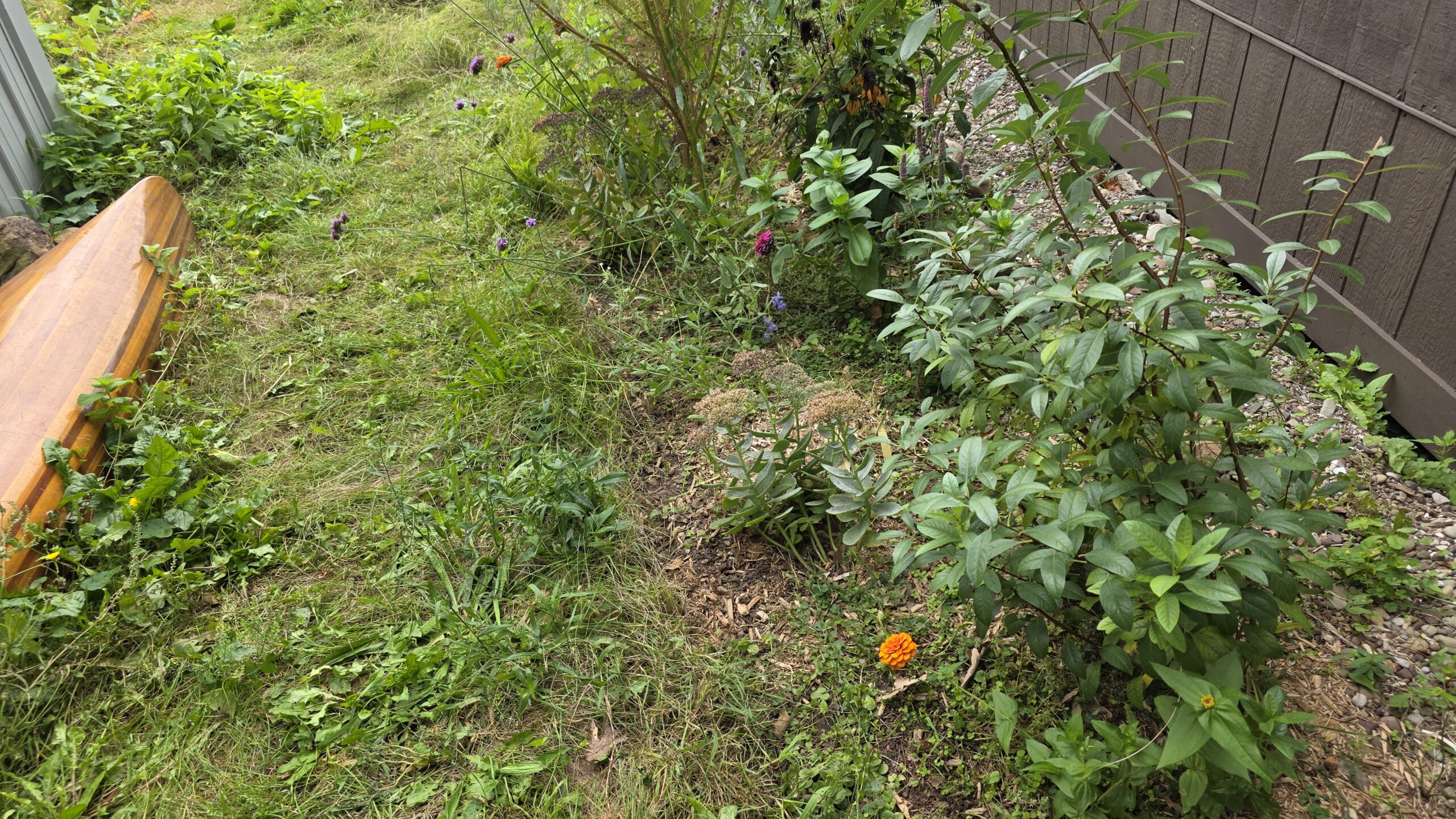 Small pollinator garden with a Western sand cherry.