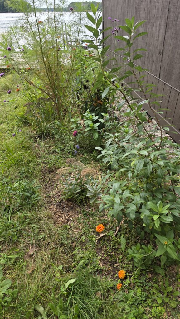 Western sand cherry shrub in a small garden.