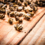 Dead bees on a wooden board after pesticide exposure.