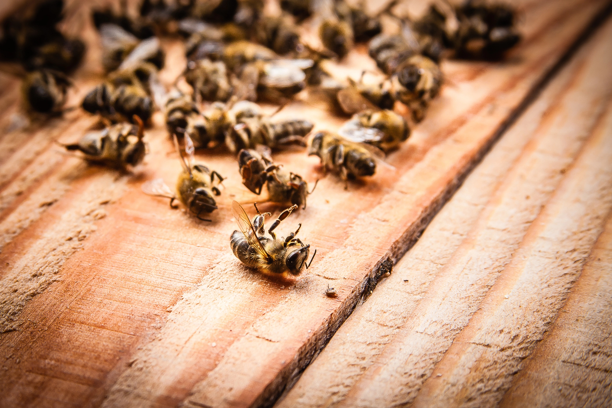 Dead bees on a wooden board after pesticide exposure.