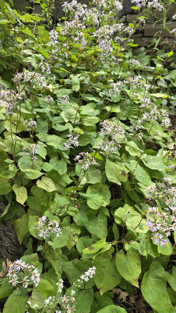 Large colony of heart-leaved or blue wood aster.