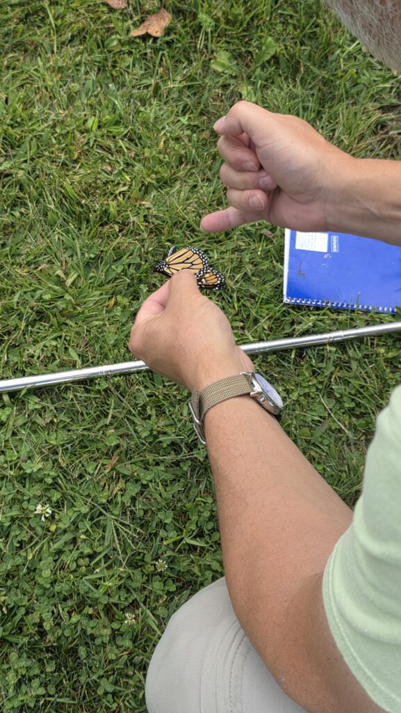 Man identifying where on the wing to tag the butterfly.