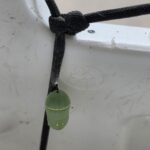 Monarch chrysalis hanging from a cord in a sign.