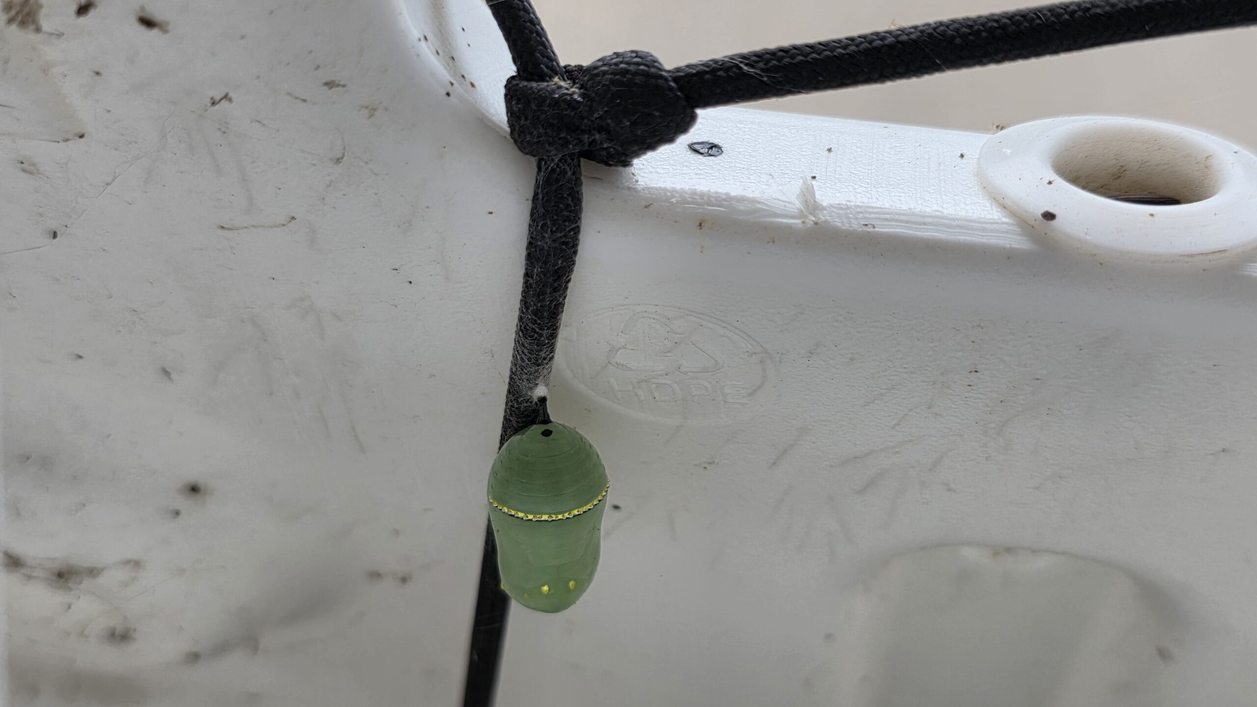 Monarch chrysalis hanging from a cord in a sign.