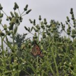 Female monarch resting on American Burnweed.
