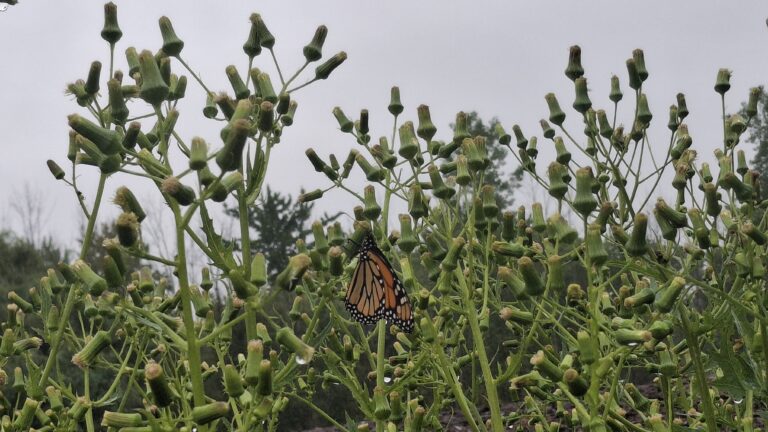 Female monarch resting on American Burnweed.
