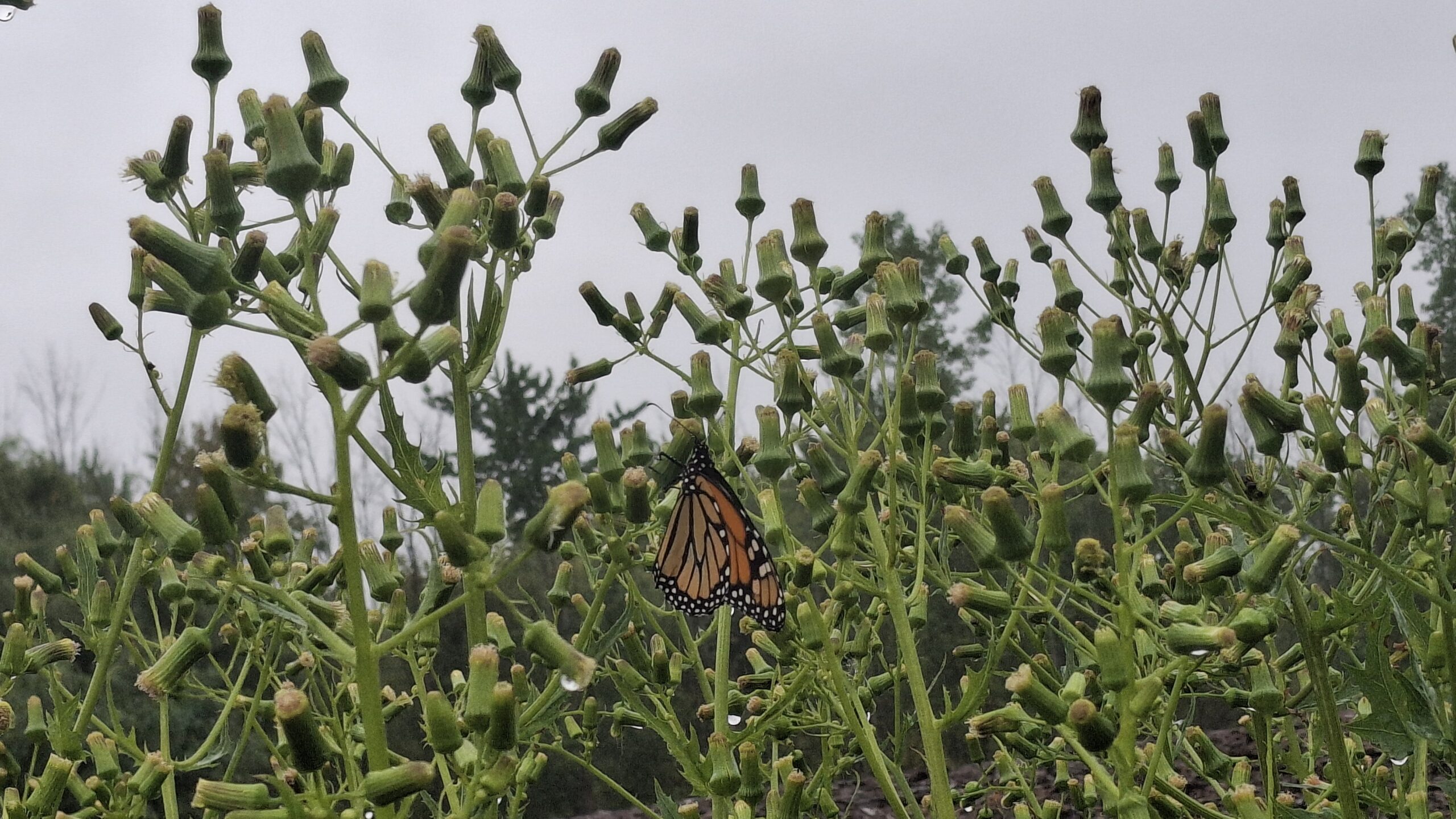 Female monarch resting on American Burnweed.